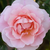 Roz - Trandafiri vechi de gradină - Fritz Nobis®